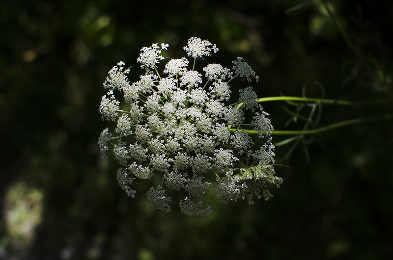 Queen Anne's Lace at Parrot Bay Conservation